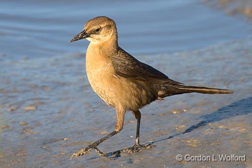 Strolling Grackle_37022.jpg - Great-tailed Grackle (Quiscalus mexicanus)Photographed along the Gulf coast near Port Lavaca, Texas, USA.